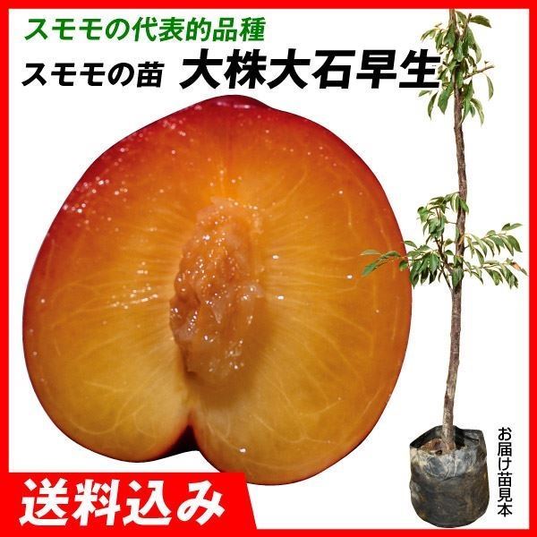 果樹苗 大株スモモ 大株大石早生 1株 送料込み