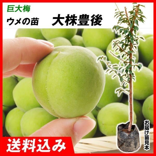 果樹苗 大株ウメ 大株豊後（大梅） 1株 送料込み