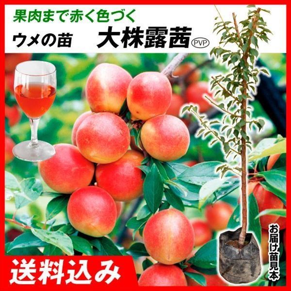 果樹苗 大株ウメ 大株露茜PVP（大梅） 1株 送料込み