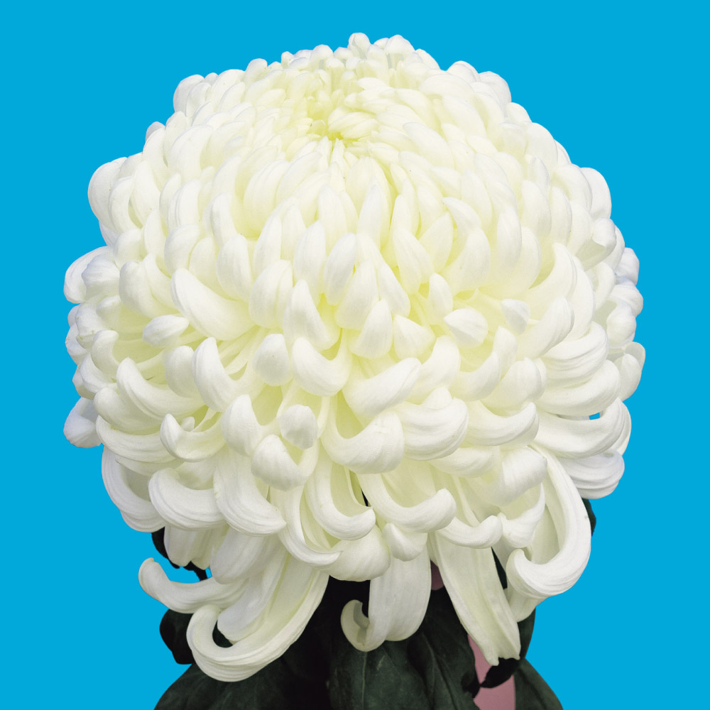 菊苗 大菊 国華三谷（農林水産省品種登録出願予定) 1芽