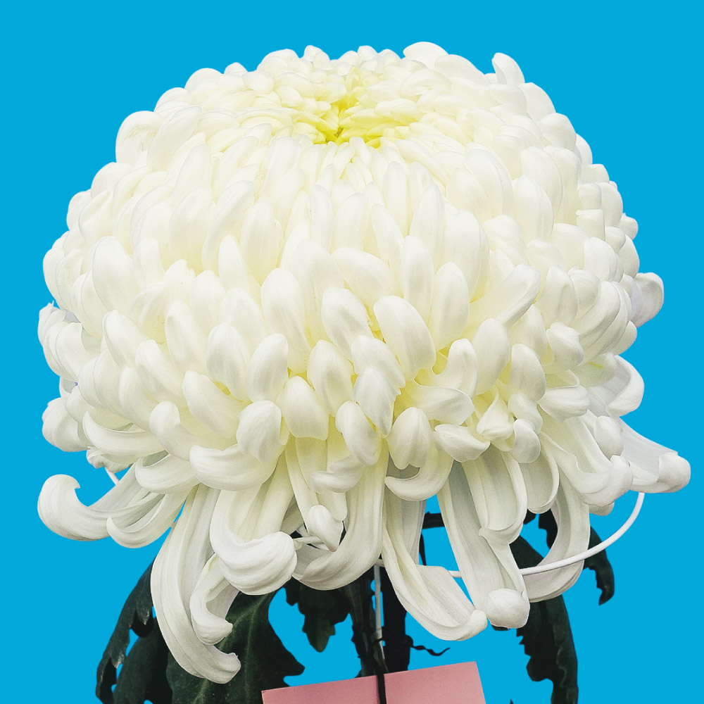 菊苗 大菊 国華猛者（農林水産省品種登録出願予定) 1芽