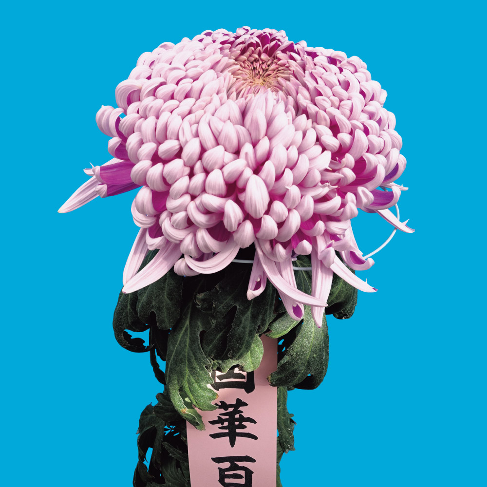 菊苗 大菊 国華百人力（農林水産省品種登録出願予定) 1芽