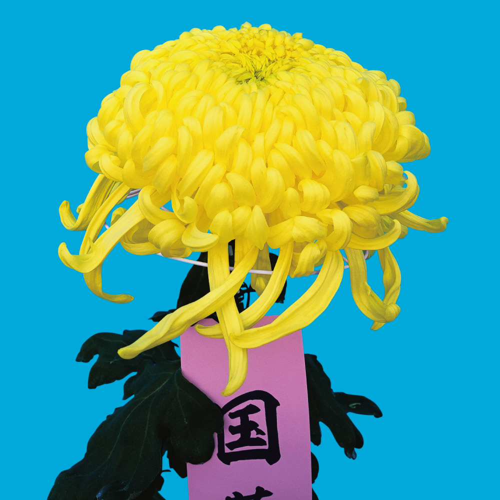 菊苗 大菊 国華海月（農林水産省品種登録出願予定) 1芽
