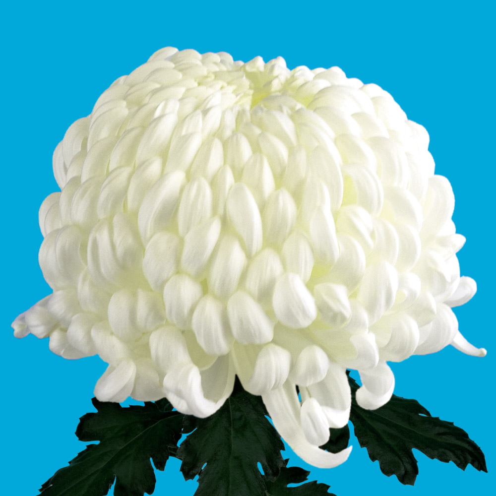 菊苗 大菊 国華萬進（農林水産省品種登録出願予定) 1芽