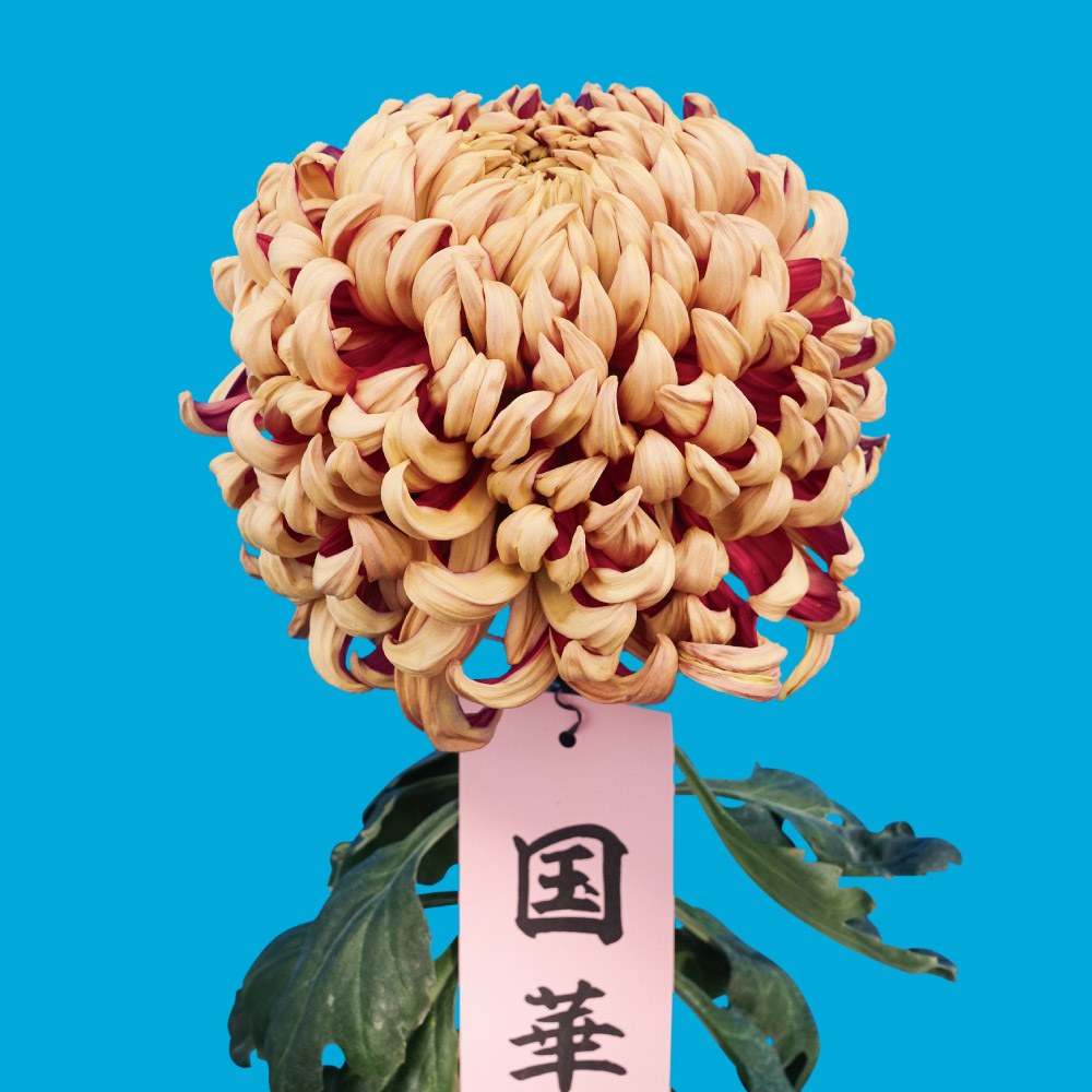 菊苗 大菊 国華牙城（農林水産省品種登録出願予定) 1芽