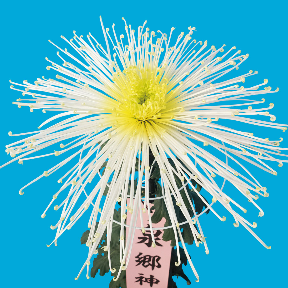 菊苗 大菊 泉郷神剣（農林水産省品種登録出願予定) 1芽