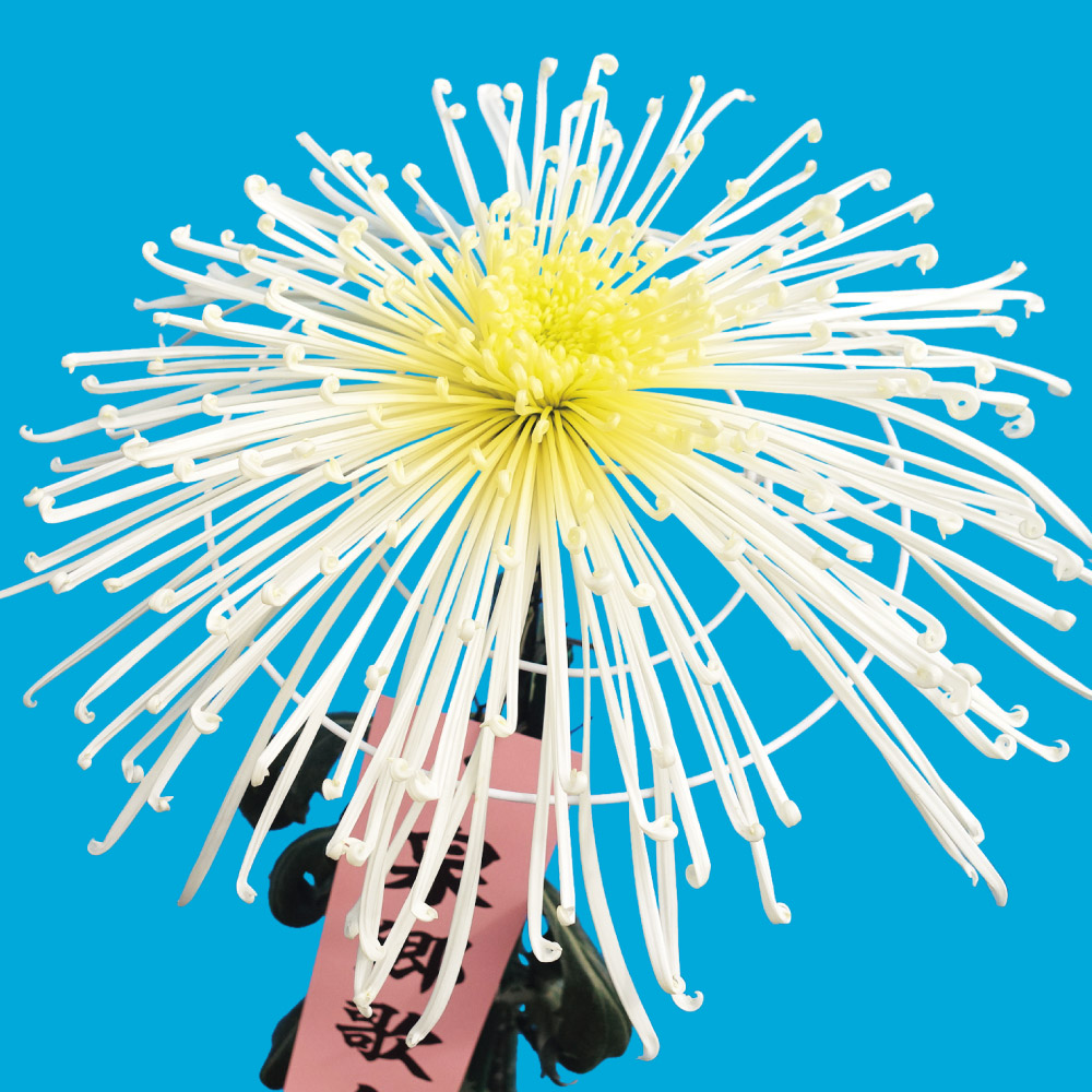 菊苗 大菊 泉郷歌人（農林水産省品種登録出願予定) 1芽