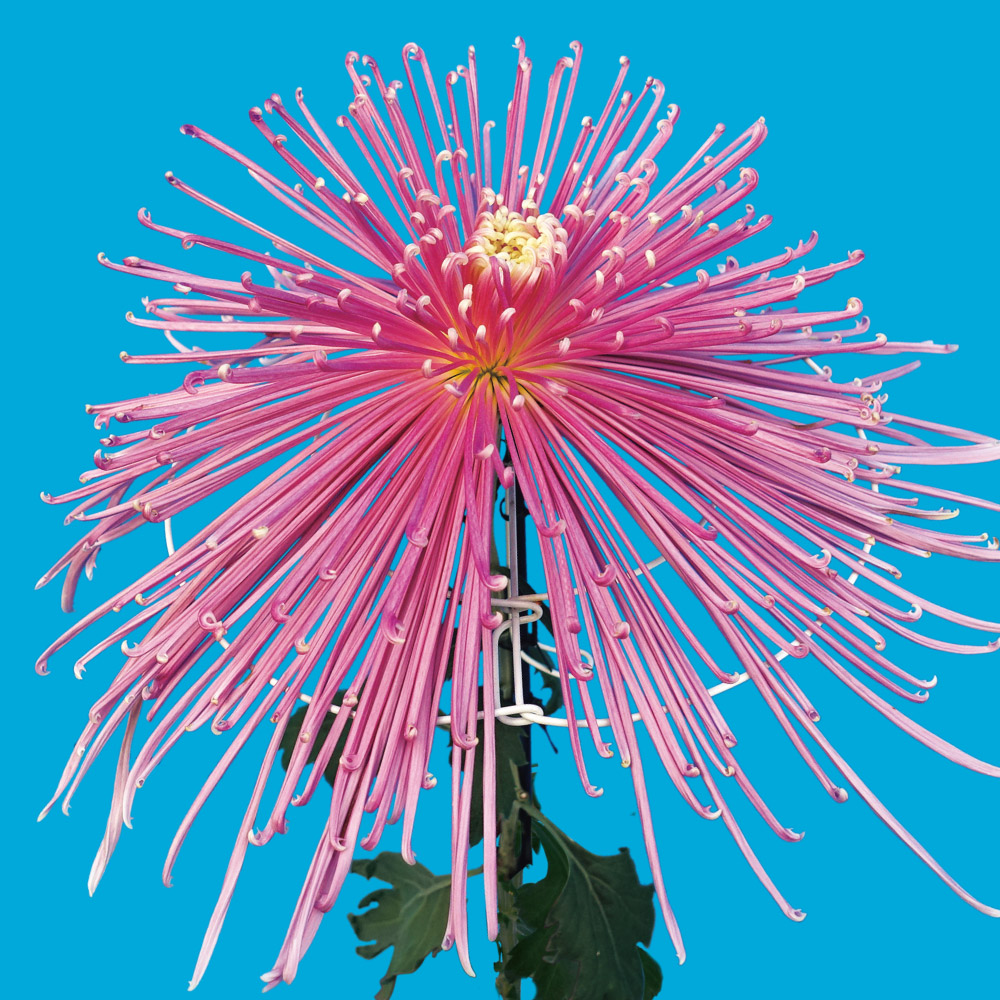 菊苗 大菊 泉郷閃光（農林水産省品種登録出願予定) 1芽