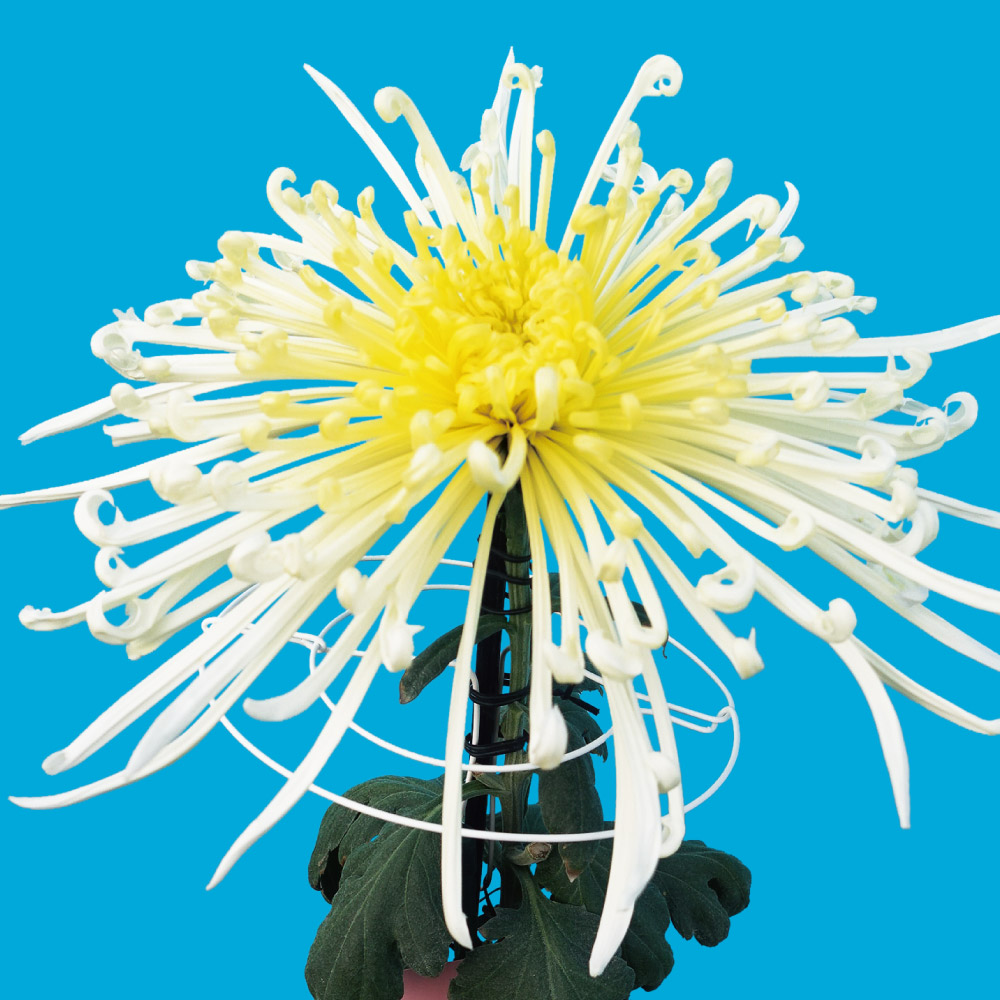 菊苗 大菊 泉郷豪球（農林水産省品種登録出願予定) 1芽