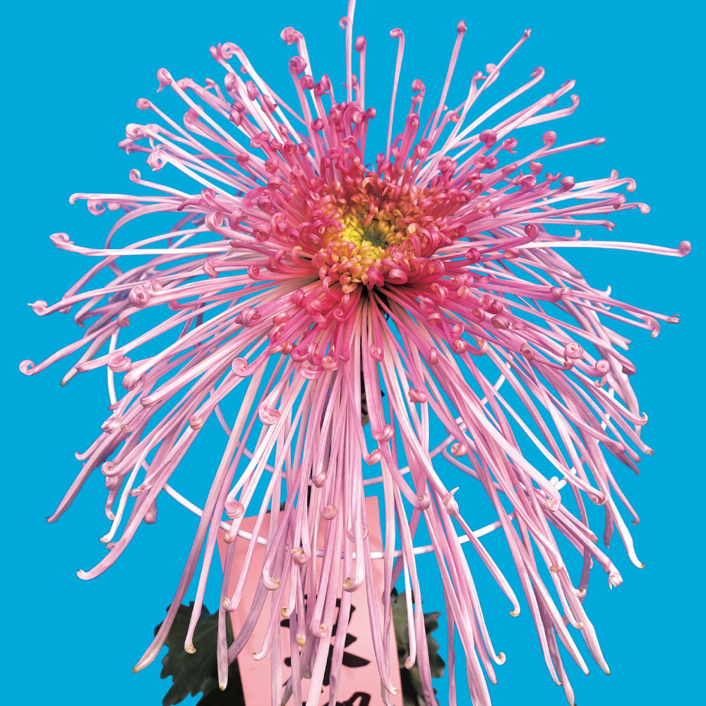 菊苗 大菊 泉郷一角獣（農林水産省品種登録出願予定) 1芽