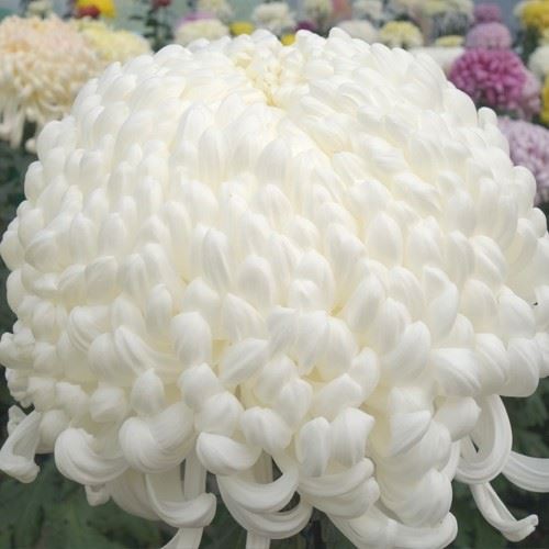 菊苗 大菊 国華一流 1芽