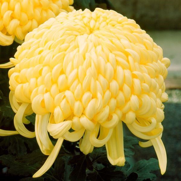 菊苗 大菊 国華一天 1芽