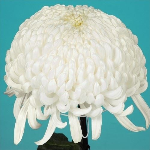 菊苗 大菊 国華燻銀 1芽