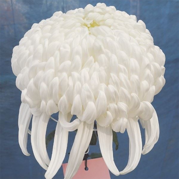 菊苗 大菊 国華改元 1芽