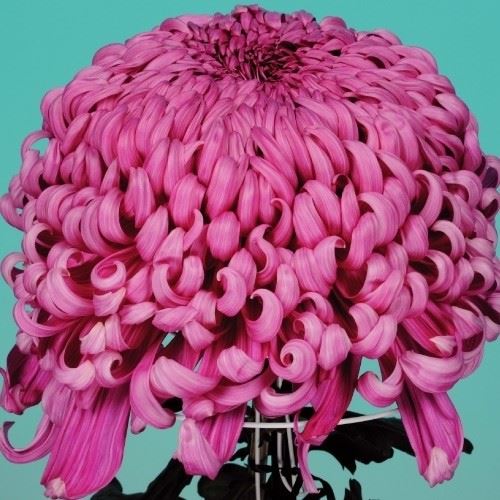 菊苗 大菊 国華凱旋 1芽
