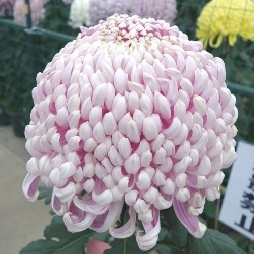 菊苗 大菊 国華革新 1芽