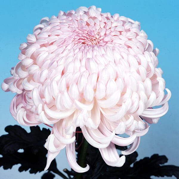 菊苗 大菊 国華巨匠 1芽