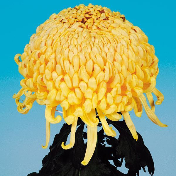 菊苗 大菊 国華巨鐘 1芽