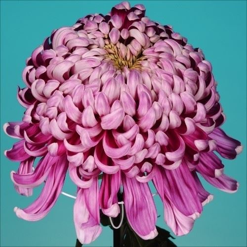 菊苗 大菊 国華孔雀 1芽