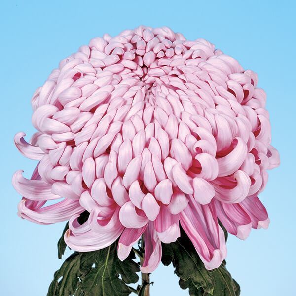 菊苗 大菊 国華勲功 1芽