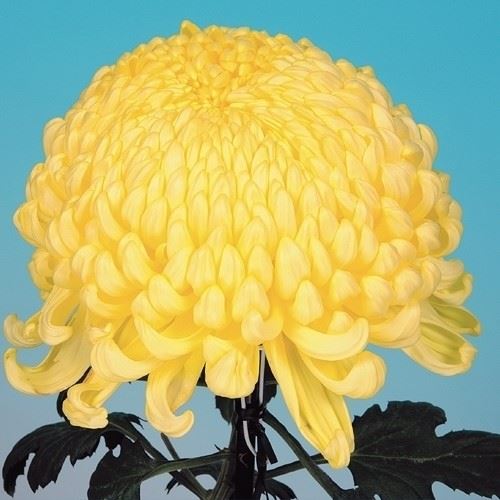 菊苗 大菊 国華軍扇 1芽