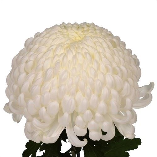 菊苗 大菊 国華桂林 1芽