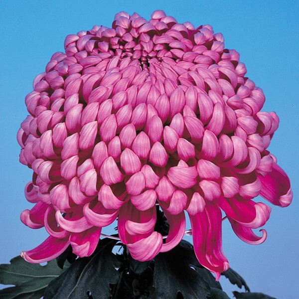 菊苗 大菊 国華賢人 1芽