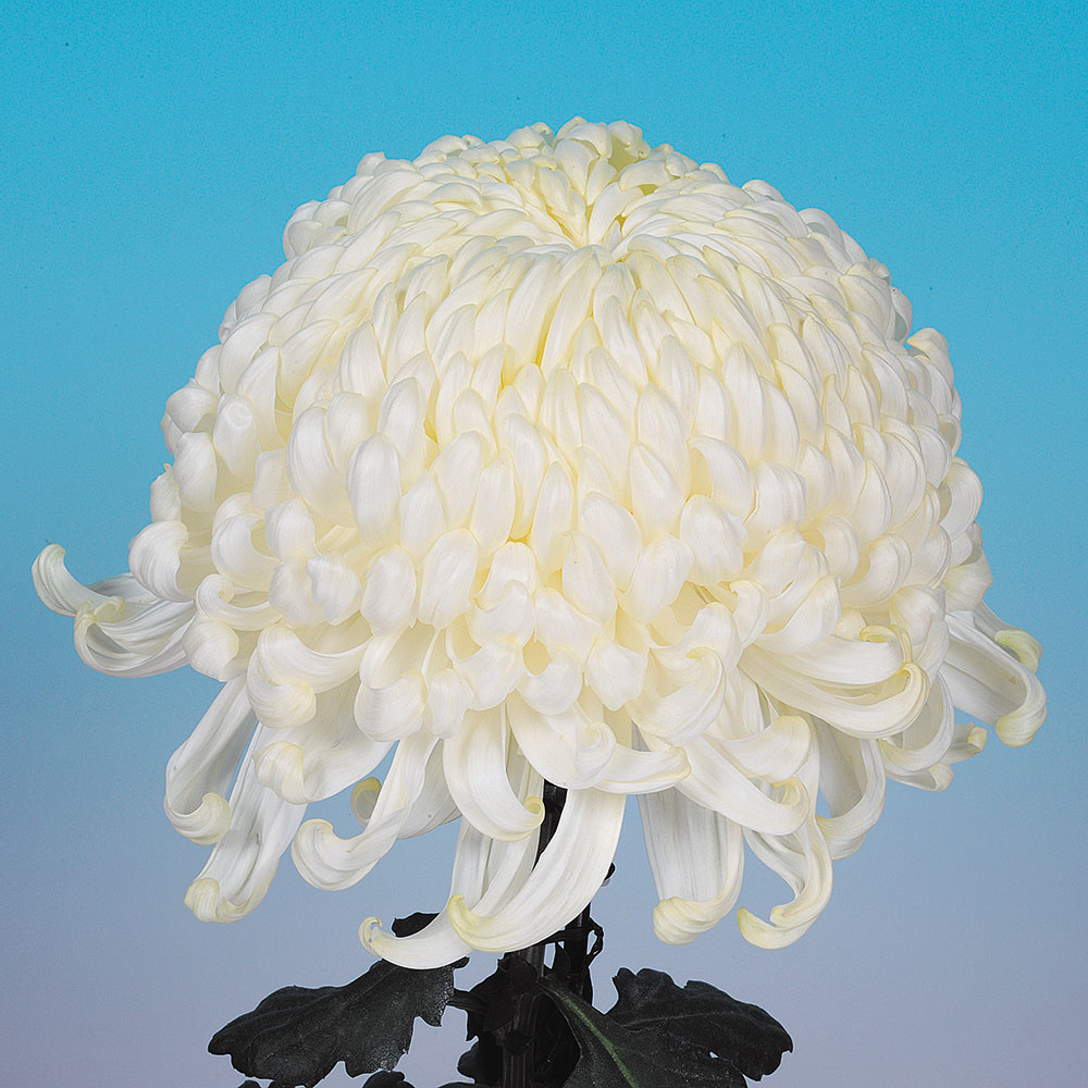 菊苗 大菊 国華高貴 1芽