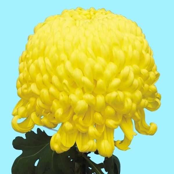 菊苗 大菊 国華高士 1芽