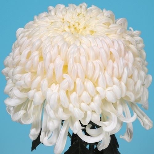 菊苗 大菊 国華江雪 1芽