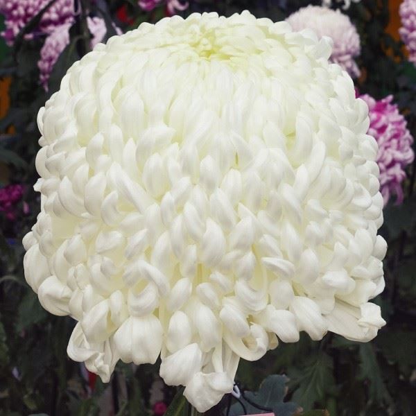 菊苗 大菊 国華山王 1芽