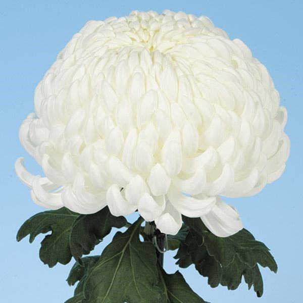 菊苗 大菊 国華正倉 1芽