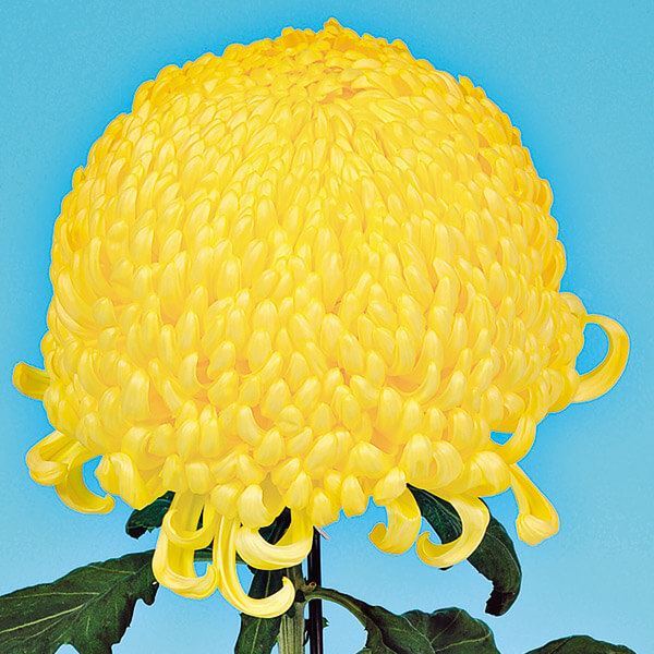 菊苗 大菊 国華神竜 1芽