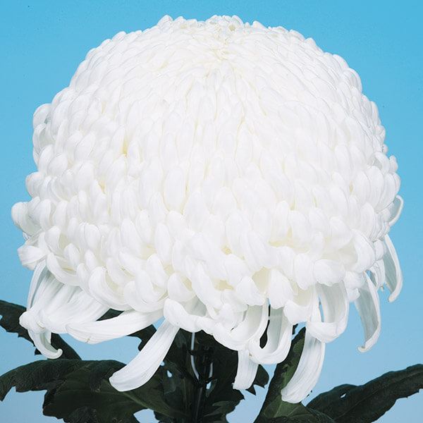 菊苗 大菊 国華水滸伝 1芽