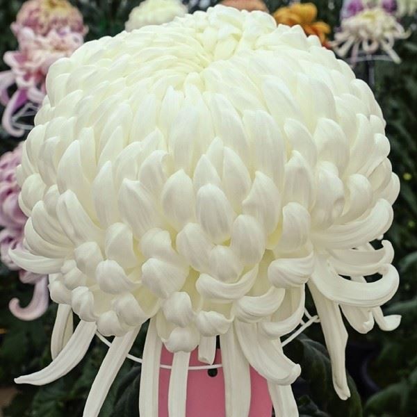 菊苗 大菊 国華霜降 1芽