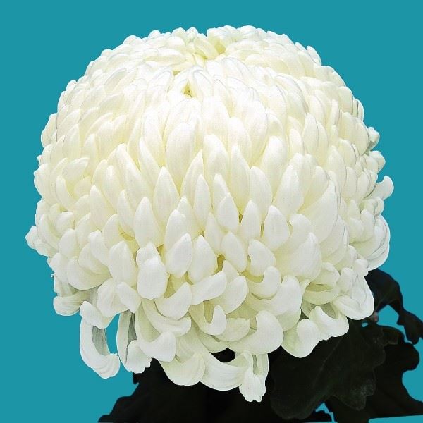 菊苗 大菊 国華卒寿功 1芽