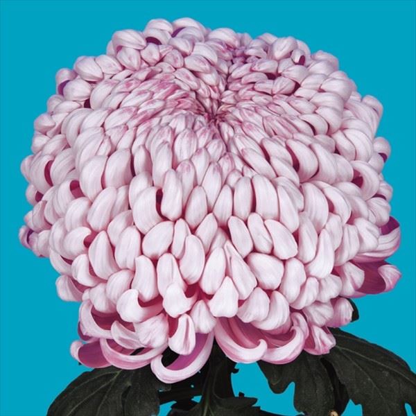 菊苗 大菊 国華卒寿姫 1芽