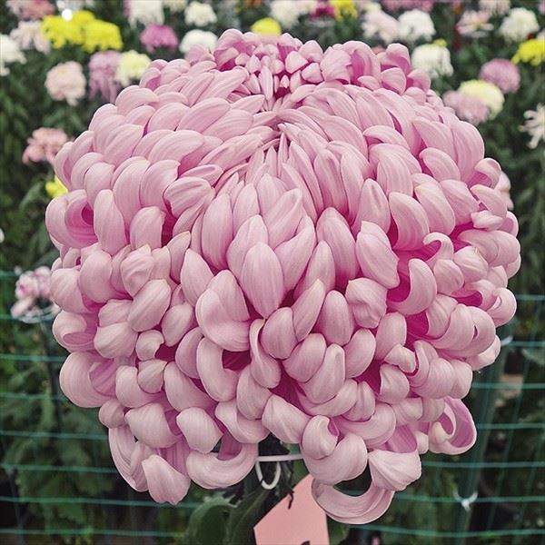 菊苗 大菊 国華卒寿福 1芽