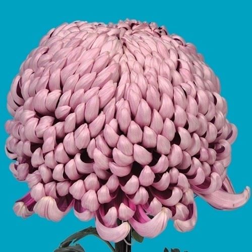 菊苗 大菊 国華泰然 1芽