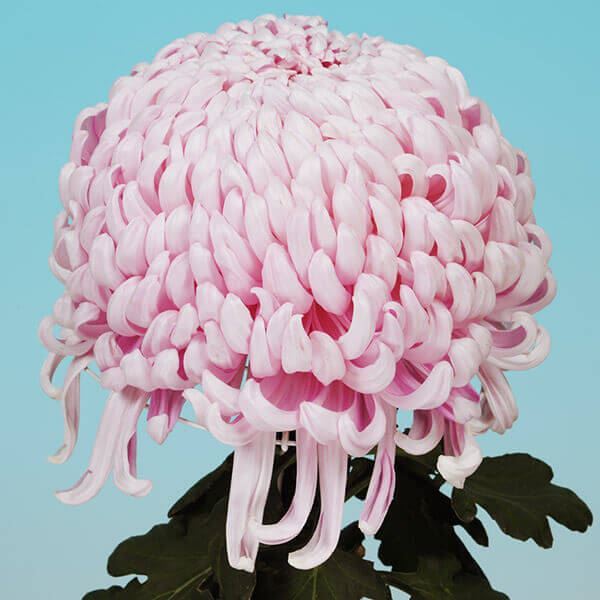 菊苗 大菊 国華待望 1芽