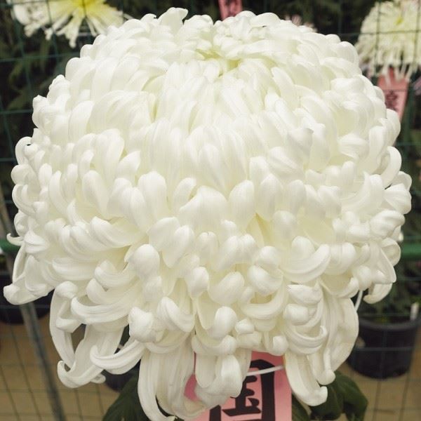 菊苗 大菊 国華大礼 1芽