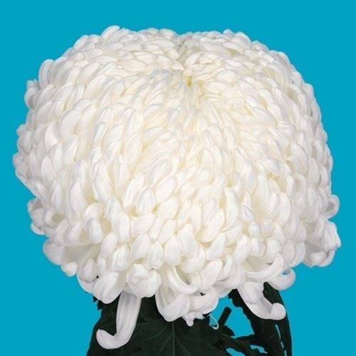 菊苗 大菊 国華中軸 1芽