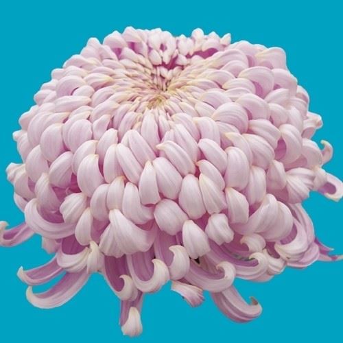 菊苗 大菊 国華提灯 1芽