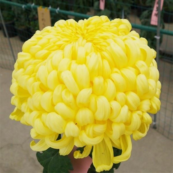 菊苗 大菊 国華徳望 1芽