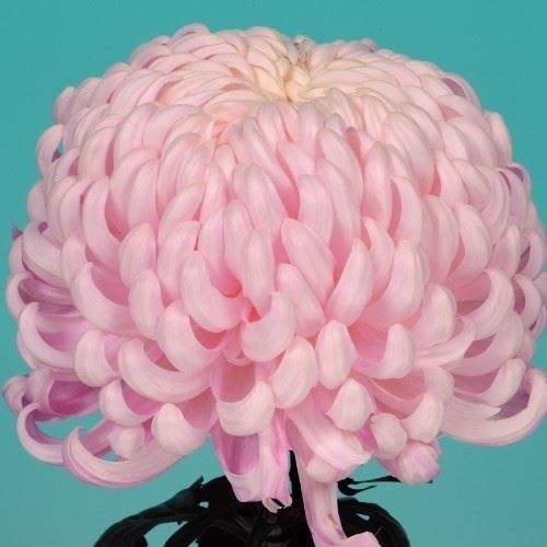 菊苗 大菊 国華常春 1芽