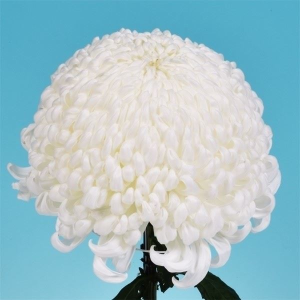 菊苗 大菊 国華の善 1芽