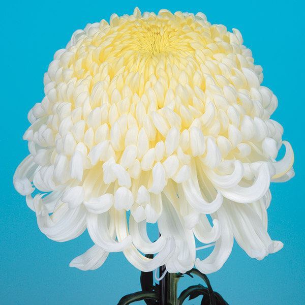 菊苗 大菊 国華の凛 1芽