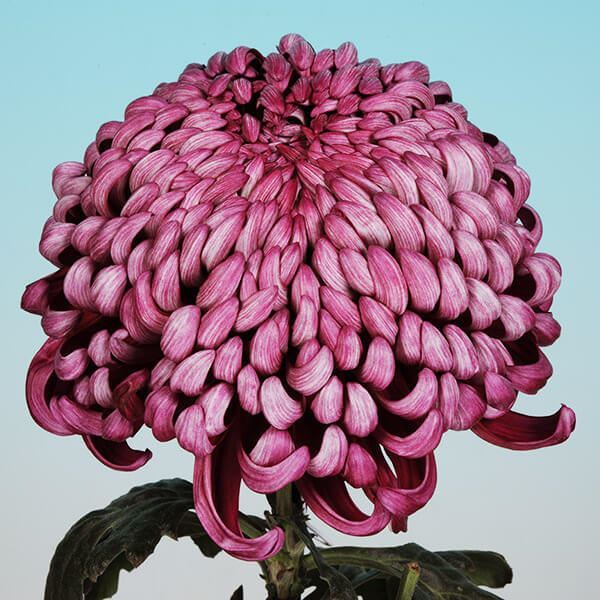 菊苗 大菊 国華旗頭 1芽