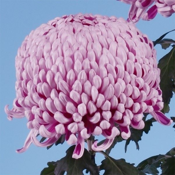 大菊名花選 / 全適堂 / 古本、中古本、古書籍の通販は「日本の