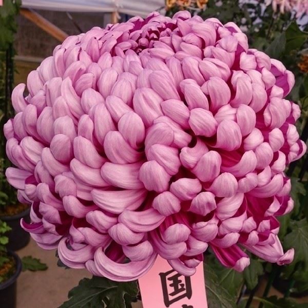 菊苗 大菊 国華春の湖 1芽
